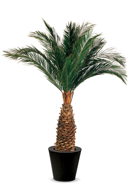 kit agave